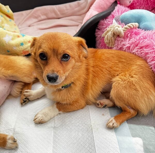 ALINCHEN * kl. Fuchs sucht gr. Glück