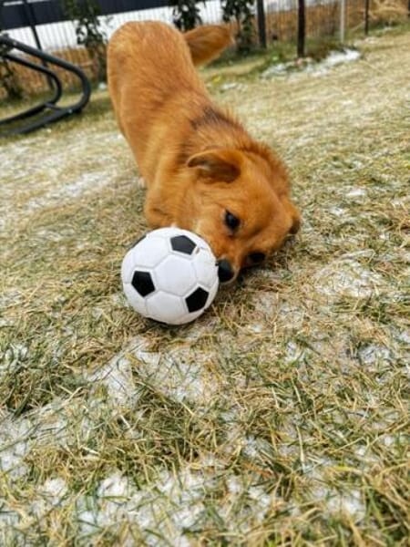 ALINCHEN * kl. Fuchs sucht gr. Glück