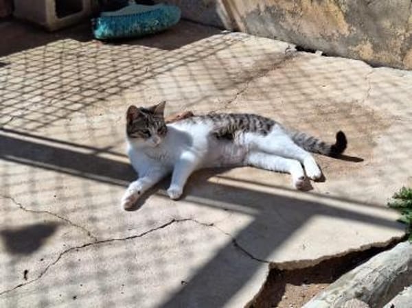 Freundliche, sanfte Katze Praga