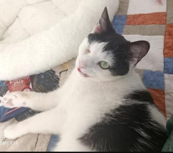 Schmusemaus Belinda ❤