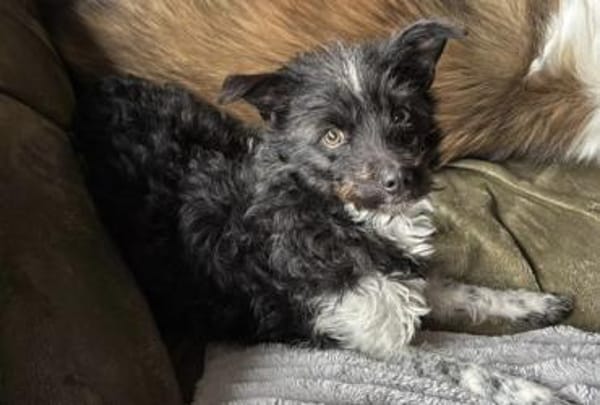 Traumhündin Siri ❤ sucht ihre Menschen