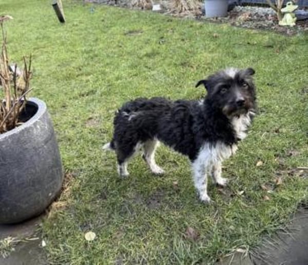 Traumhündin Siri ❤ sucht ihre Menschen