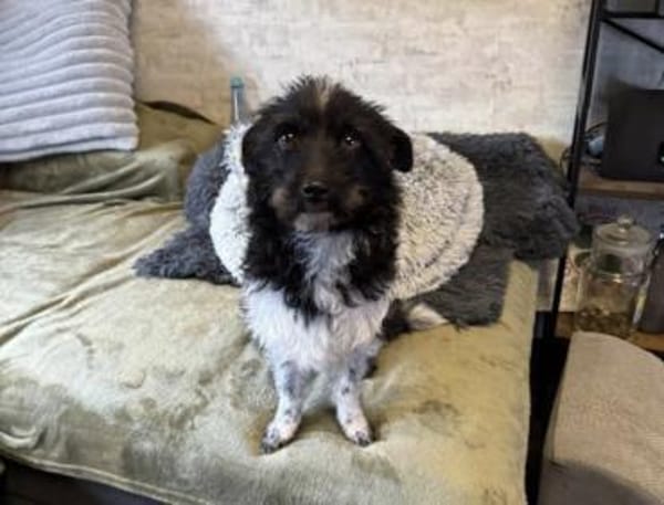 Traumhündin Siri ❤ sucht ihre Menschen