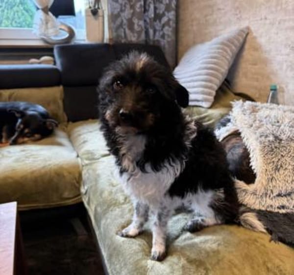 Traumhündin Siri ❤ sucht ihre Menschen