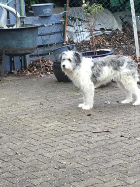 Tora - lieb und sensibel