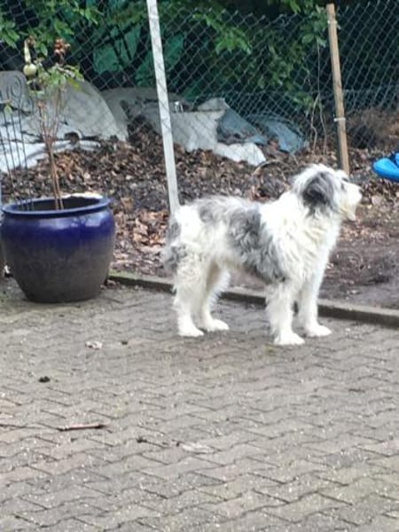 Tora - lieb und sensibel