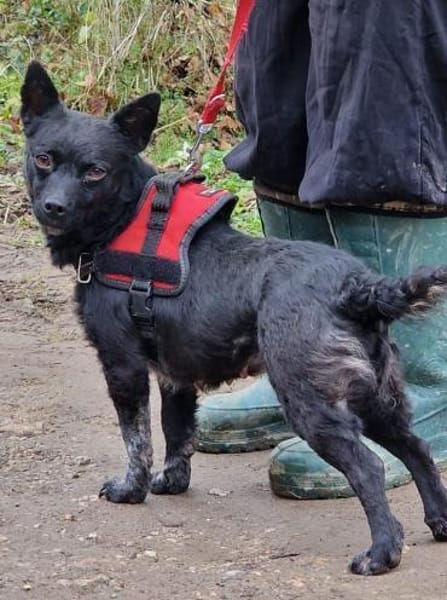 Coco - kleiner schwarzer Engel