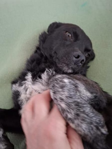 Coco - kleiner schwarzer Engel