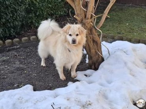 Teddy such liebevolle aktive Menschen