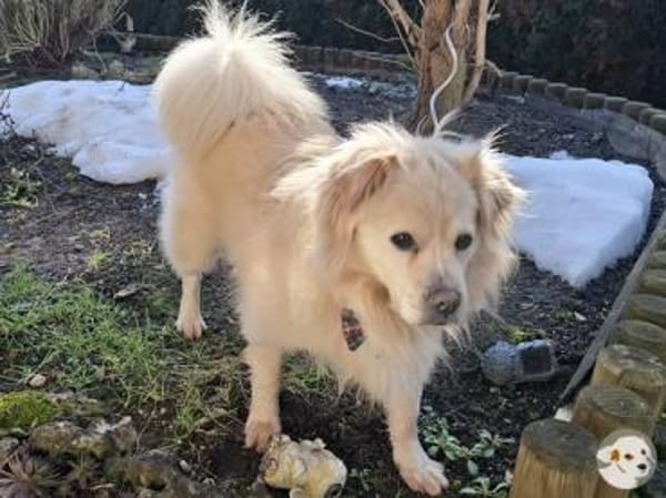 Teddy such liebevolle aktive Menschen