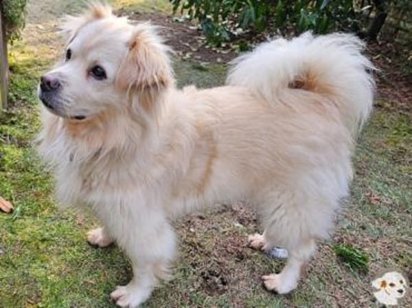 Teddy such liebevolle aktive Menschen