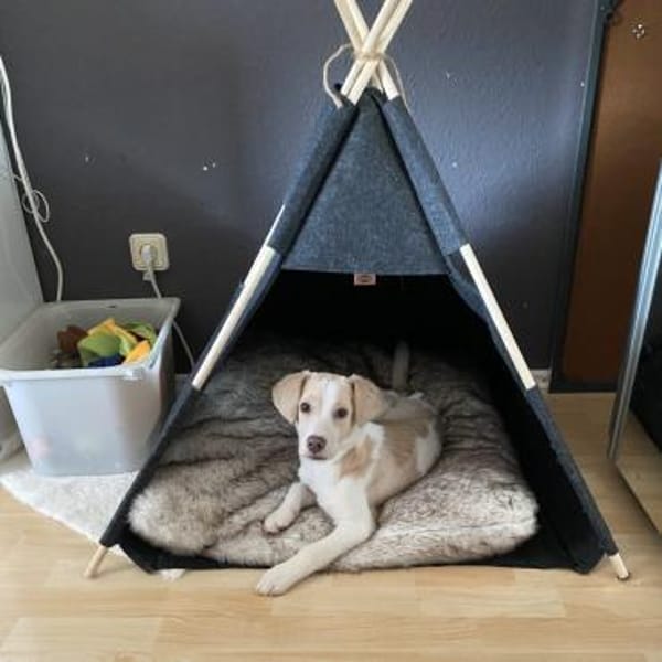 Rea Mix Hündin 6 Monate alt in 72667