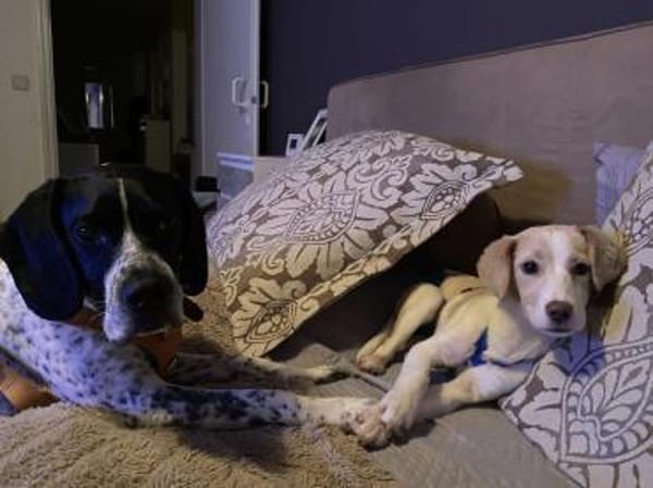 Rea Mix Hündin 6 Monate alt in 72667