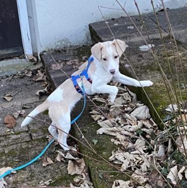 Rea Mix Hündin 6 Monate alt in 72667