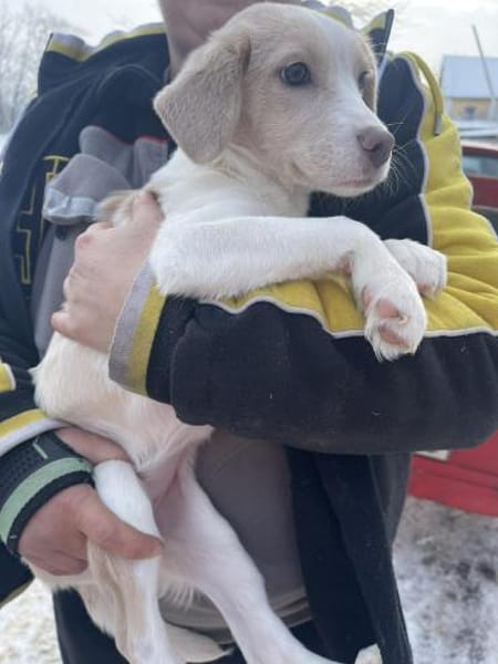 Rea Mix Hündin 6 Monate alt in 72667