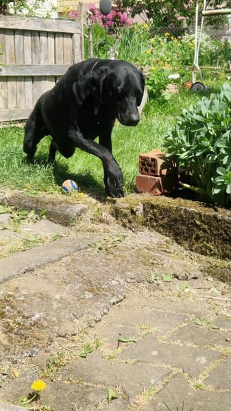 RUDOLF - liebevoll verschmuster Typ