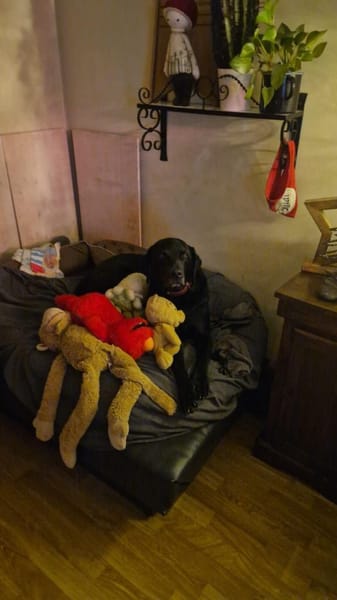 RUDOLF - liebevoll verschmuster Typ