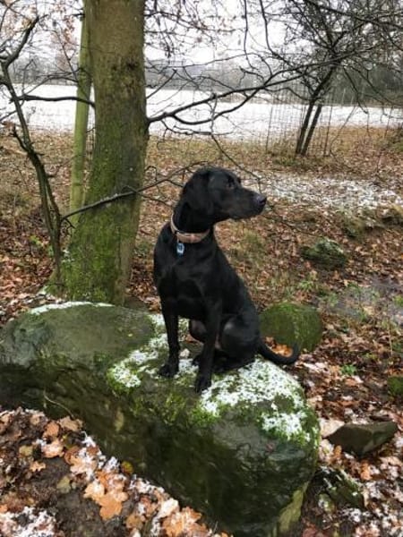 RUDOLF - liebevoll verschmuster Typ