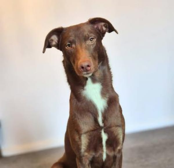 Skadi - ist motiviert&lernt sehr schnell