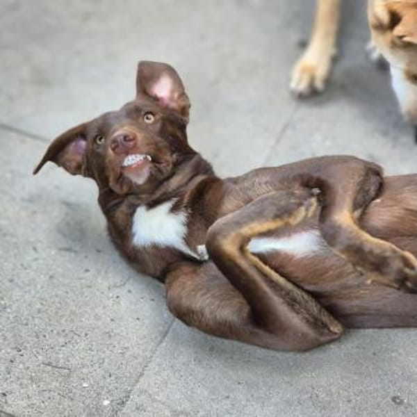 Skadi - ist motiviert&lernt sehr schnell