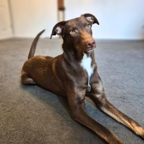 Skadi - ist motiviert&lernt sehr schnell