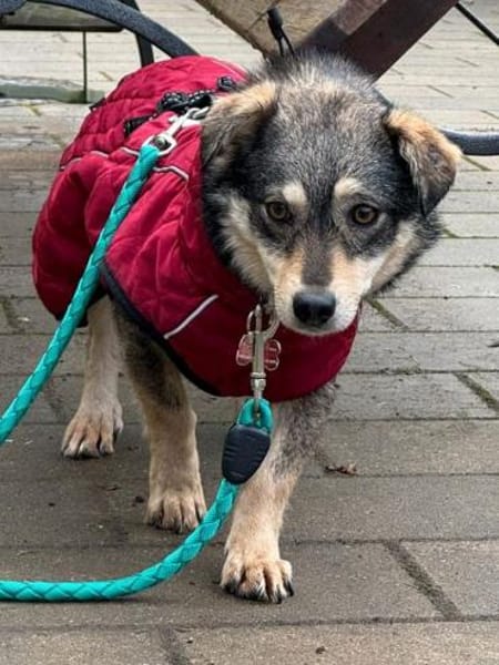 COCONUT-süße, schüchterne Hündin, 36 cm