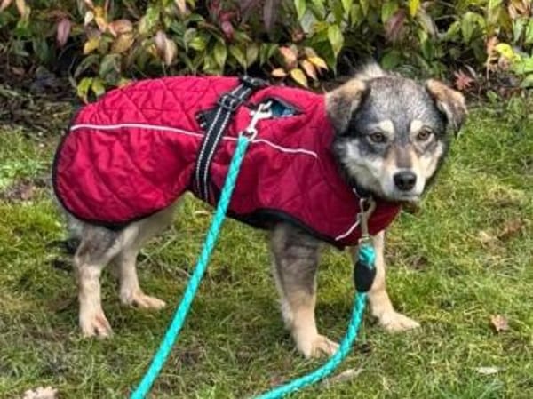 COCONUT-süße, schüchterne Hündin, 36 cm