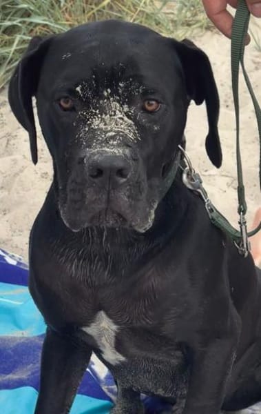 Pancake 💙💙💙 ein wahrer Prachtkerl