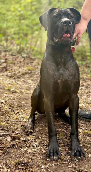 Pancake 💙💙💙 ein wahrer Prachtkerl