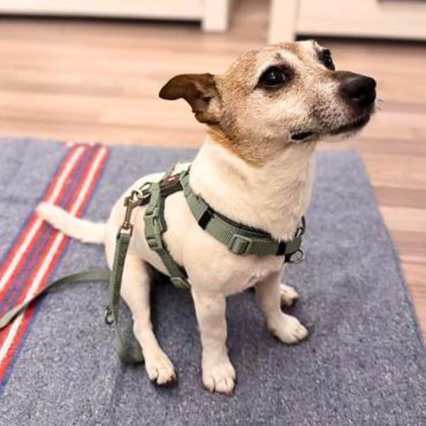 Kiko - ist sehr verspielt&energiegeladen