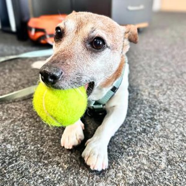 Kiko - ist sehr verspielt&energiegeladen