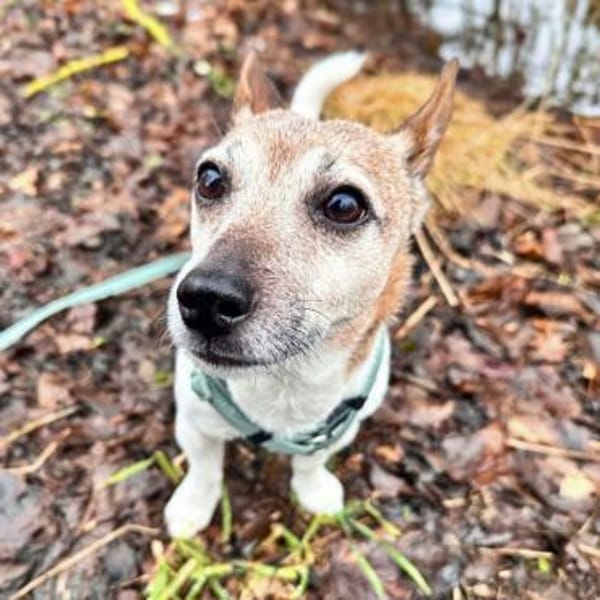 Kiko - ist sehr verspielt&energiegeladen