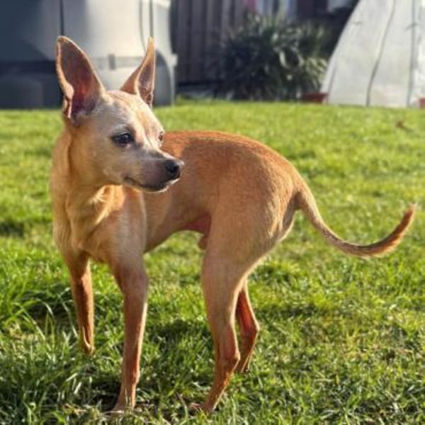 Mogli - gebt bitte Mogli eine Chance !