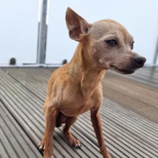 Mogli - gebt bitte Mogli eine Chance !