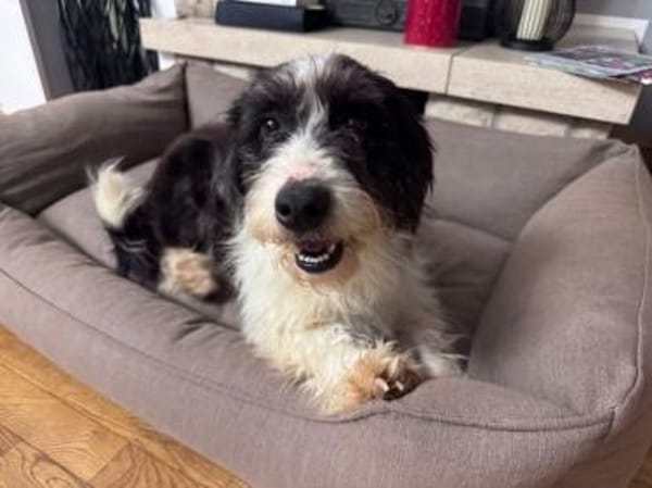 OLE-wunderschöner, zotteliger Rüde,45 cm