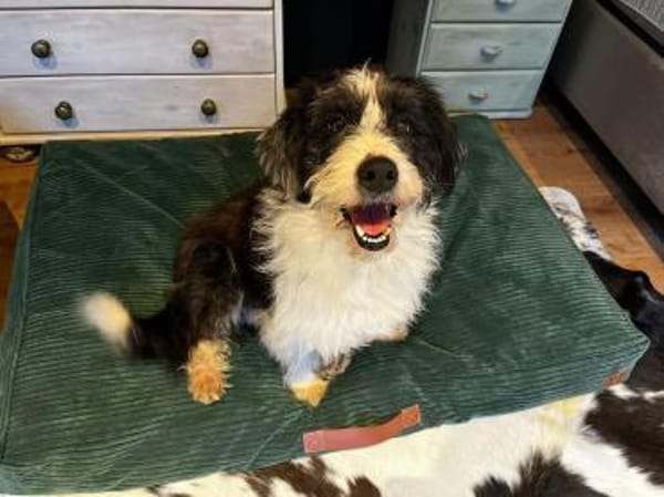 OLE-wunderschöner, zotteliger Rüde,45 cm