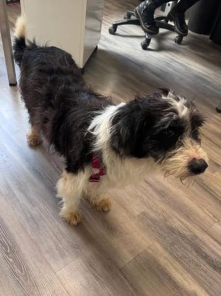 OLE-wunderschöner, zotteliger Rüde,45 cm