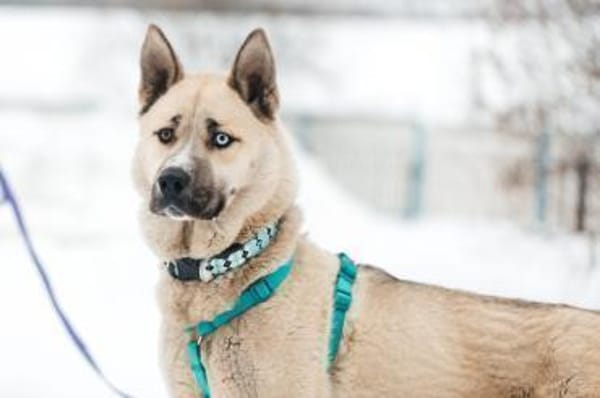 Gorbi auf Pflegestelle in 87648 Aitrang