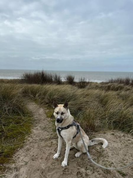 Gorbi auf Pflegestelle in 87648 Aitrang