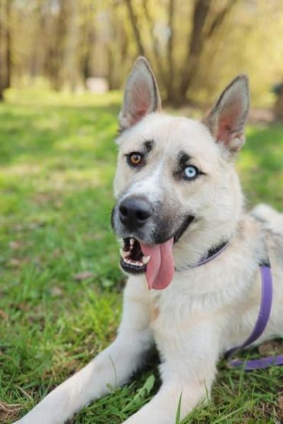 Gorbi auf Pflegestelle in 87648 Aitrang