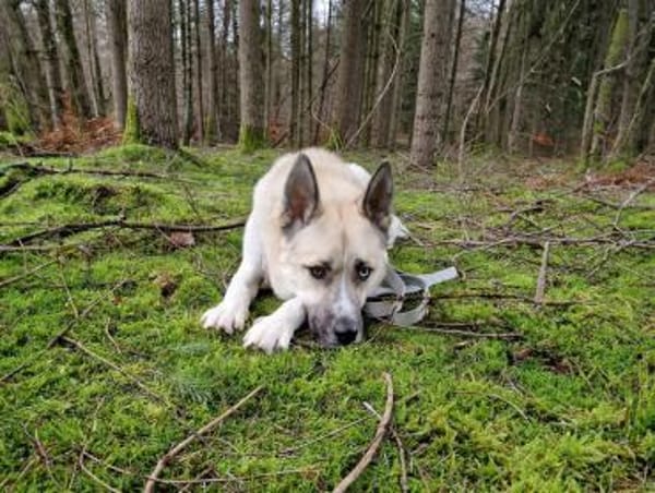 Gorbi auf Pflegestelle in 87648 Aitrang