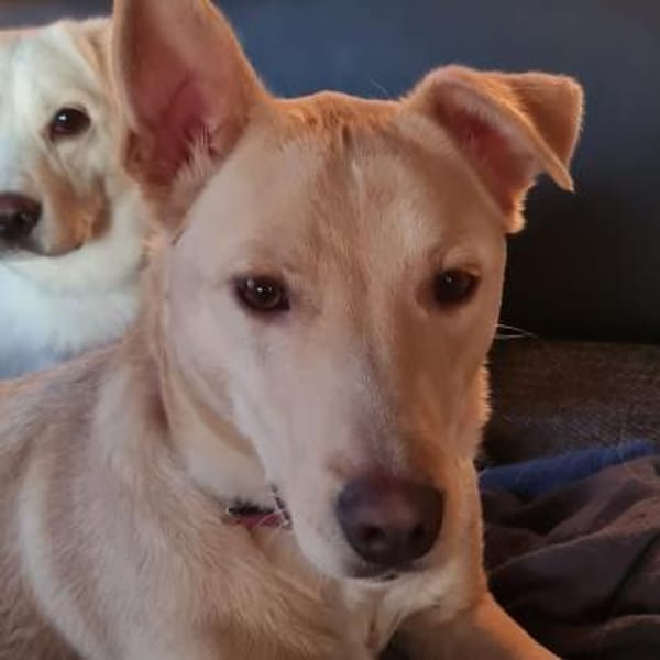 Smiorchi ❤ sensibles Herz mit Charakter