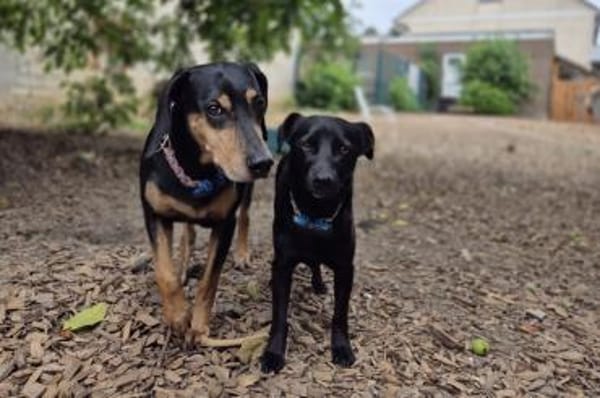 Bettina - wartet in 42859 Remscheid