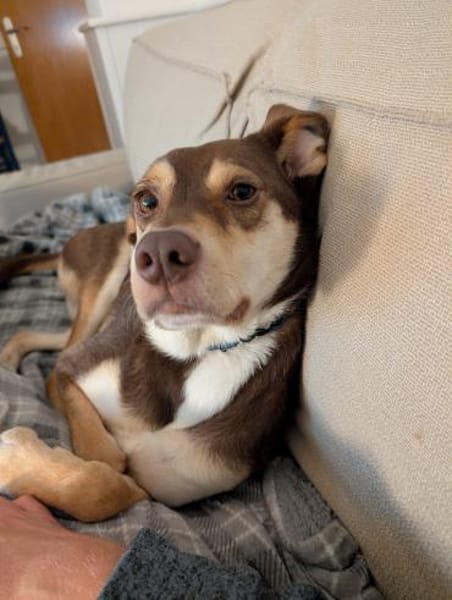 Ruhige Luna sucht ihre Familie 🤎🐕