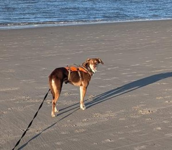 Ruhige Luna sucht ihre Familie 🤎🐕