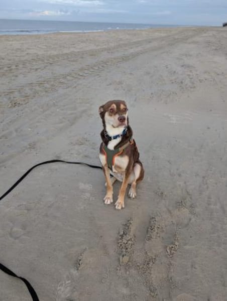 Ruhige Luna sucht ihre Familie 🤎🐕