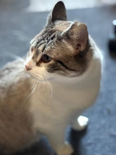 Lis (dreibein) sucht Dich