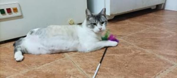 Lis (dreibein) sucht Dich