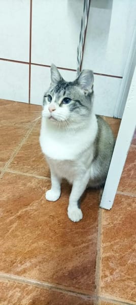 Lis (dreibein) sucht Dich