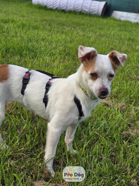 Mary-Lou auf Pflegestelle